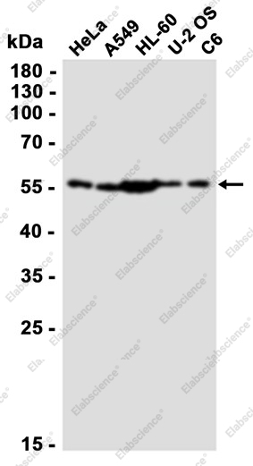 Recombinant Nampt Monoclonal Antibody - 4
