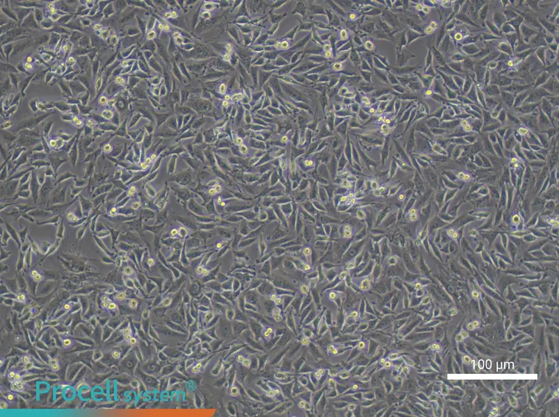 L6 Cell Complete Medium - 1