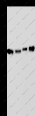 HSP40-4 Polyclonal Antibody - 1