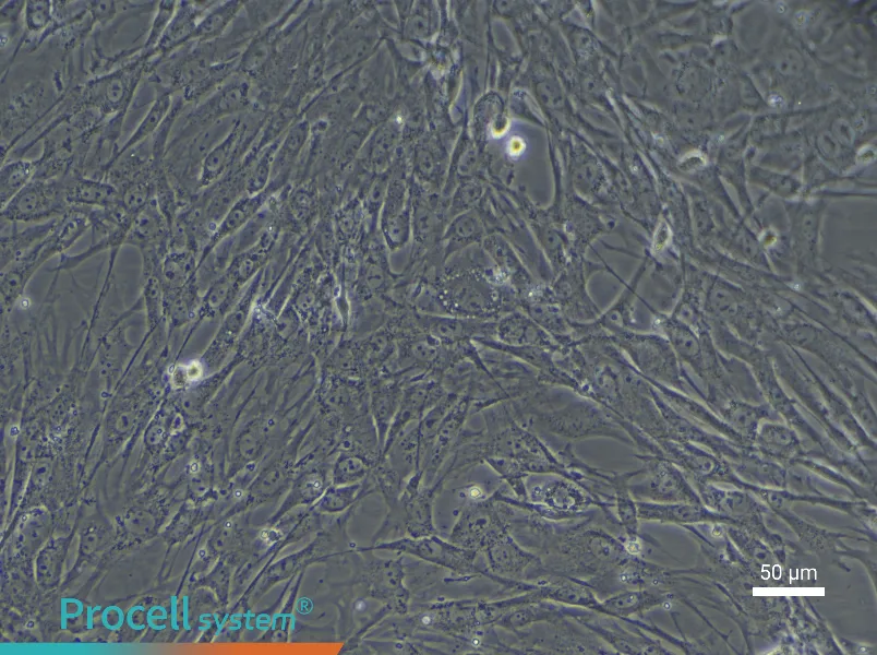Mouse Myogenic Stem Cell Complete Medium - 4