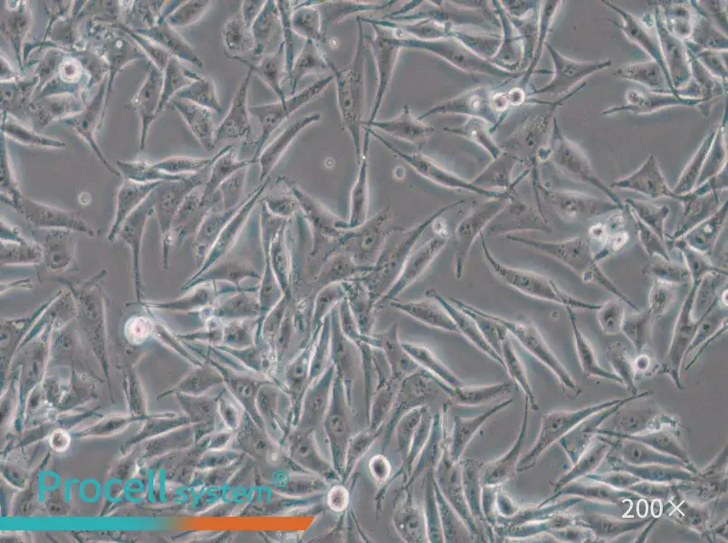SK-MEL-28 Cell Complete Medium - 6