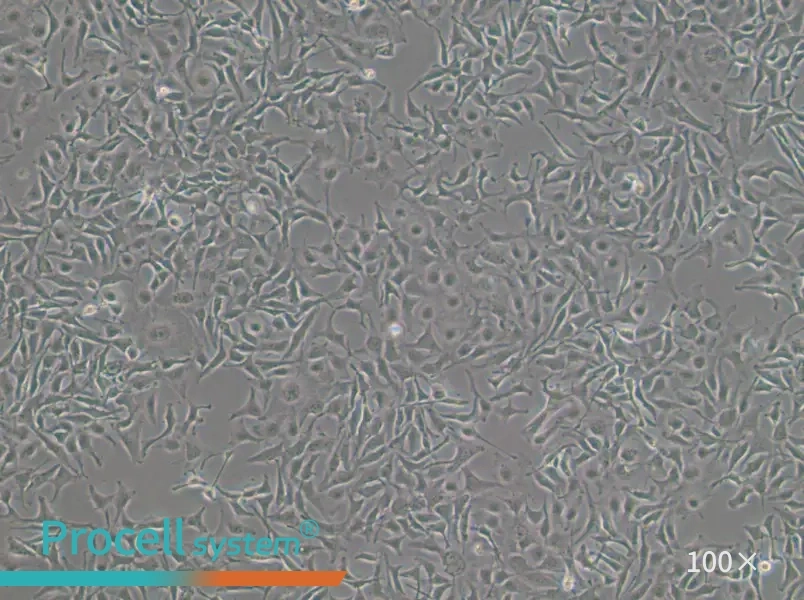 COLO 699 Cell Complete Medium - 1