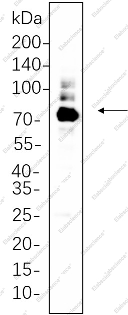 Recombinant PKC α Monoclonal Antibody - 1