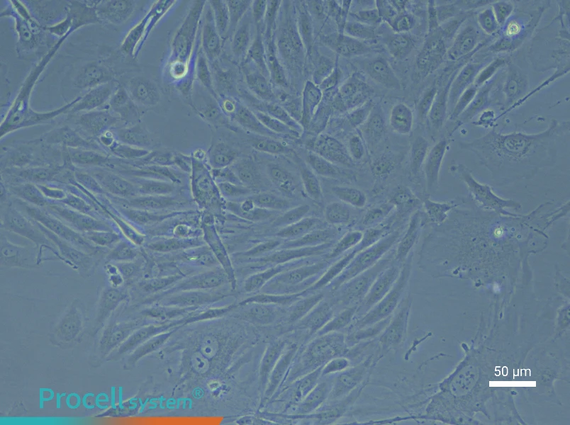 Rabbit Aortic Endothelial Cell Complete Medium - 6