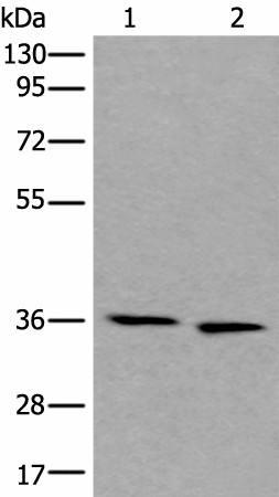 Western blot analysis of 293T and Hela cell lysates  using CDC123 Polyclonal Antibody at dilution of 1:550