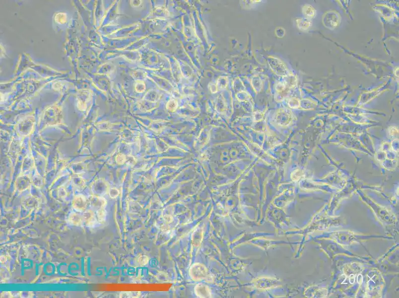 OMM-1 Cell Complete Medium - small - 6
