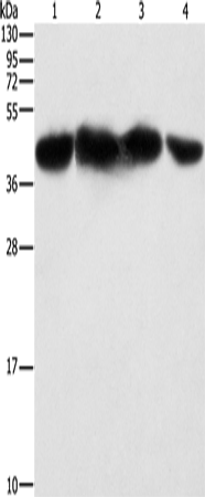 Western Blot analysis of HepG2, 293T, hela and NIH/3T3 cell using PGK2 Polyclonal Antibody at dilution of 1:600