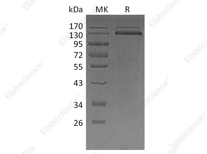 Recombinant Human Thrombospondin-1/THBS1 Protein (His Tag) - 1