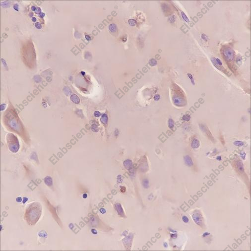 Recombinant BAP31 Monoclonal Antibody - 2