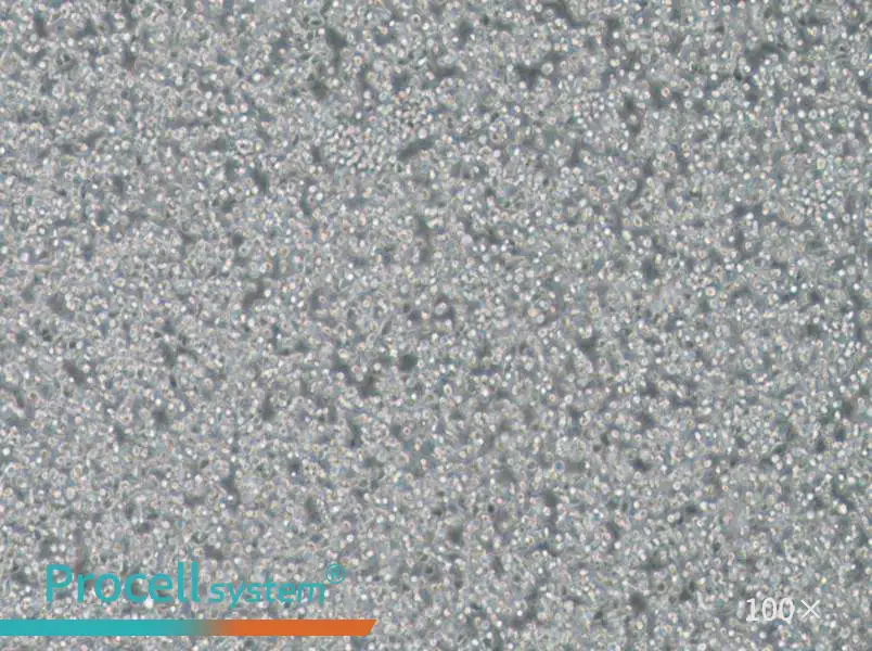 T2 Cell Complete Medium - 2