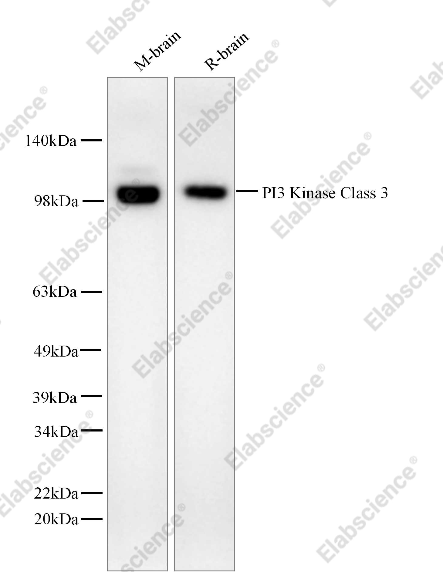 Recombinant PI3 Kinase Class 3 Monoclonal Antibody - 1