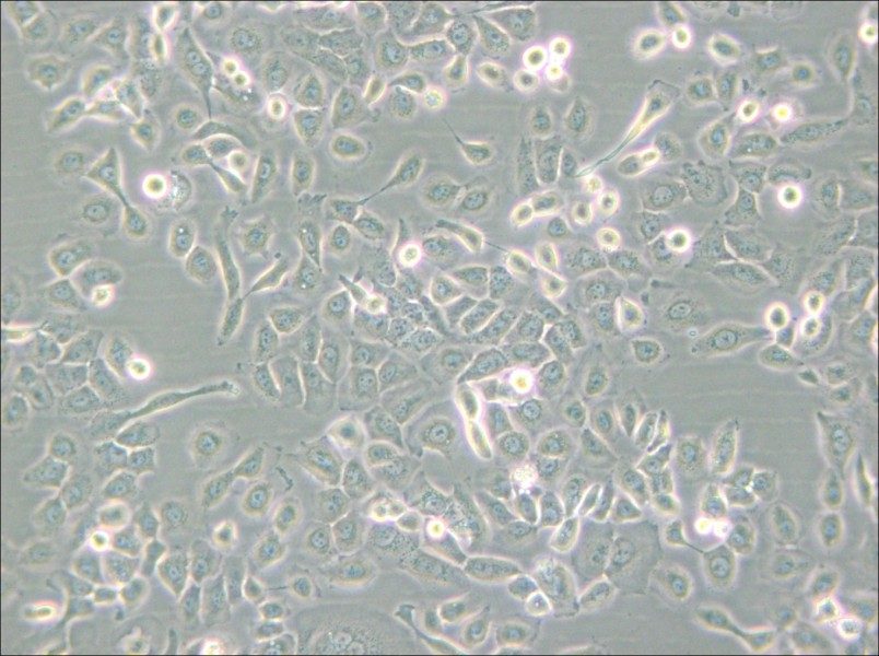 SUM149PT Cell Complete Medium - small - 6