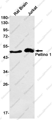 Recombinant Pellino 1 Monoclonal Antibody - 1