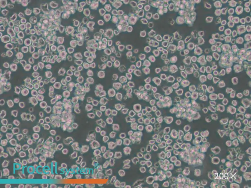 EL4 Cell Complete Medium - small - 4