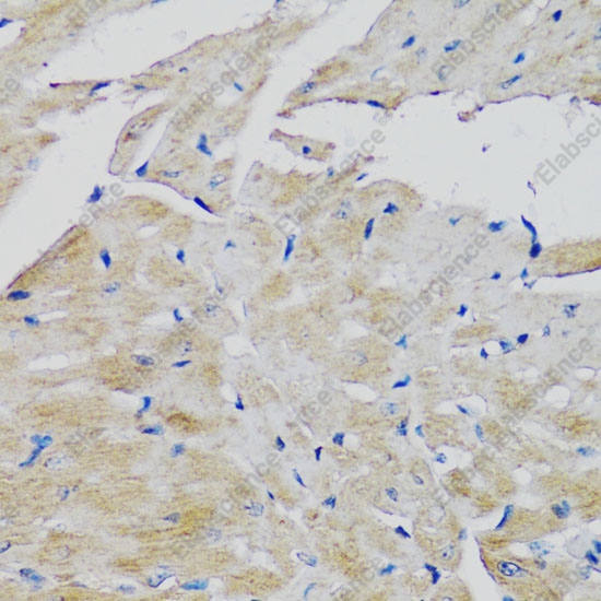 FGFR2 Polyclonal Antibody - 6
