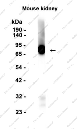 Recombinant SIGIRR Monoclonal Antibody - 1