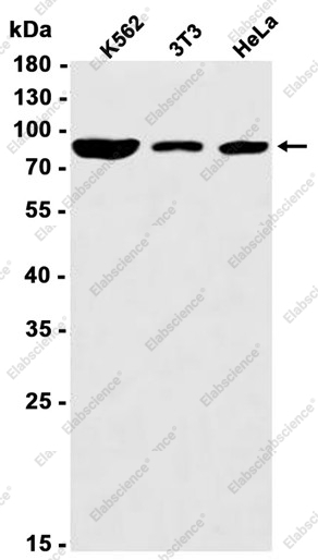Recombinant Cullin 3 Monoclonal Antibody - 1