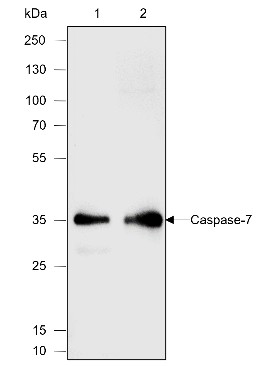 Recombinant Caspase-7 Monoclonal Antibody-searchlist-1