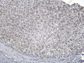 Recombinant IP-10 Monoclonal Antibody - 1