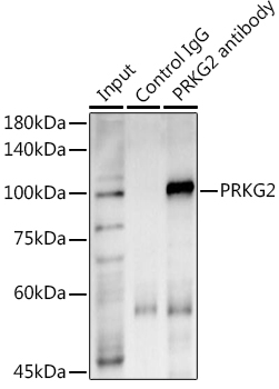 Immunoprecipitation analysis of 600ug extracts of Mouse lung using 3ug PRKG2 Polyclonal Antibody.Western blot was performed from the immunoprecipitate using PRKG2 Polyclonal Antibody at a dilution of 1:1000.