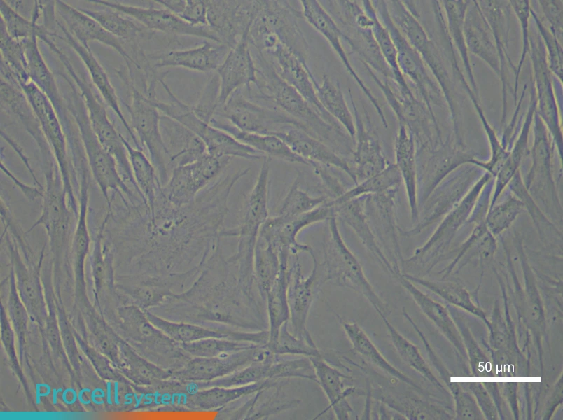 Human Dermal Fibroblast Complete Medium - 4