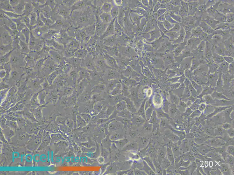 KNS-62 Cell Complete Medium - 6