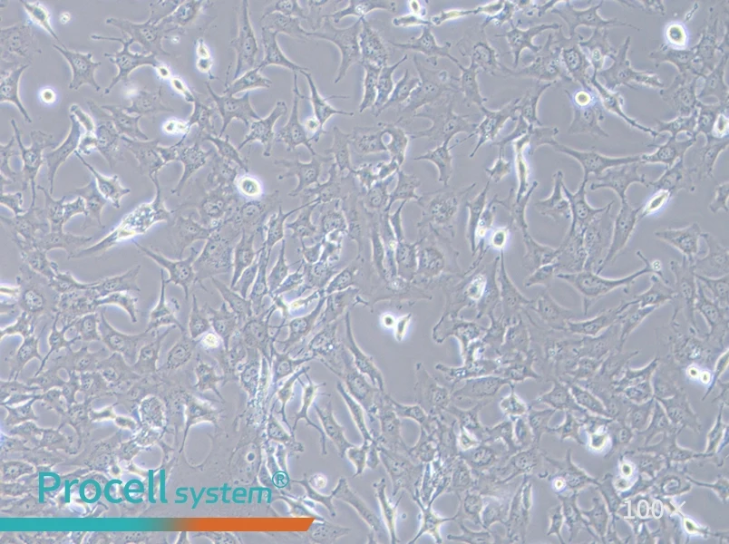 Hs 578T Cell Complete Medium - 3