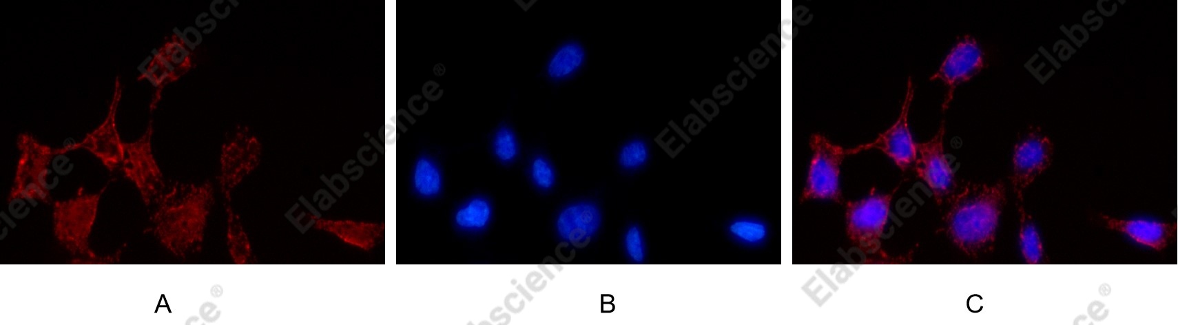 Recombinant STING Monoclonal Antibody - 7