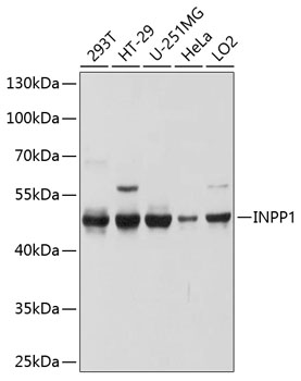 Western blot analysis of extracts of various cell lines using INPP1 Polyclonal Antibody at dilution of 1:1000.