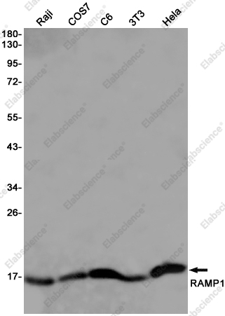 Recombinant RAMP1 Monoclonal Antibody - 1