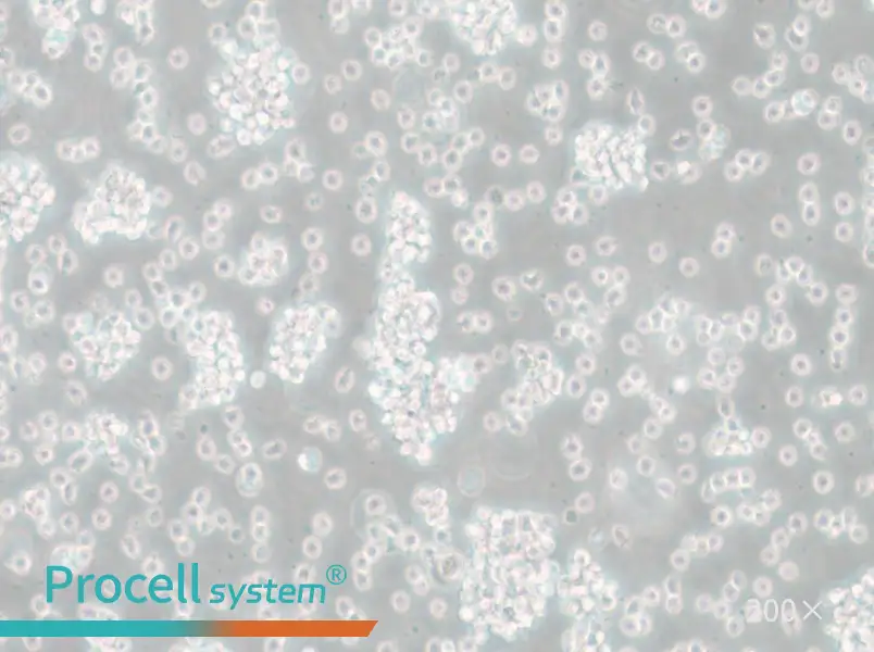 SU-DHL-6 Cell Complete Medium - 4