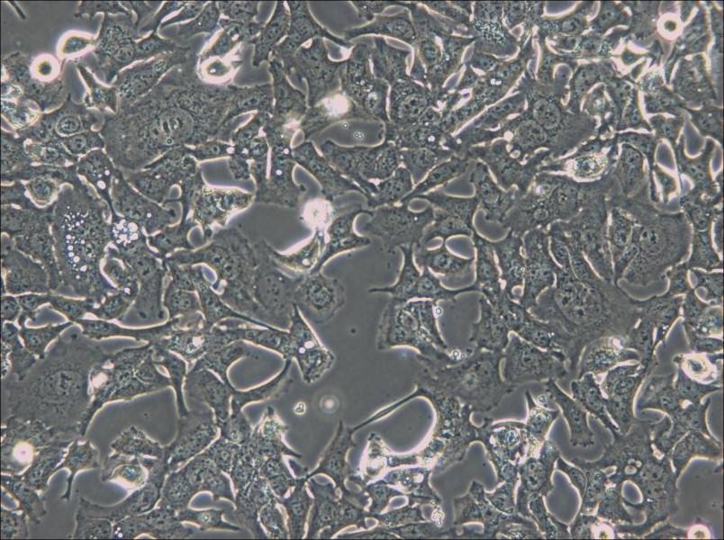 HCC1954 Cell Complete Medium - 6