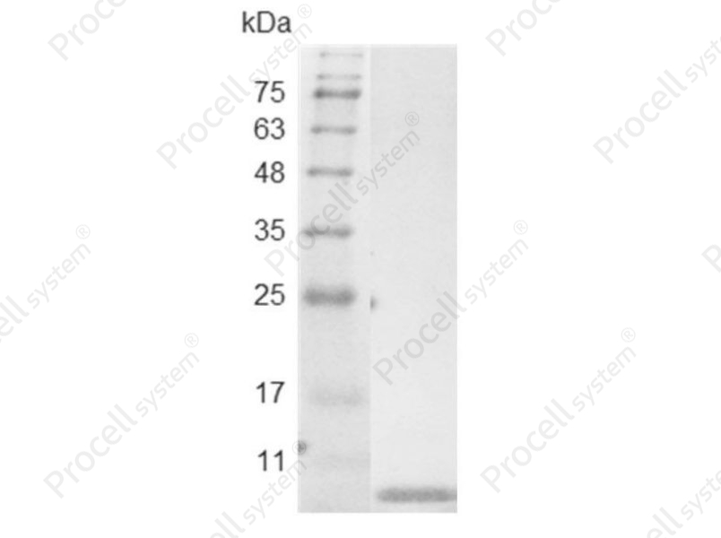EGF/Urogastrone/URG, Swine, Recombinant