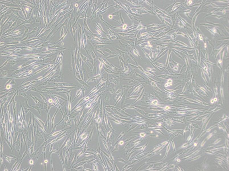 8305C Cell Complete Medium-searchlist-1