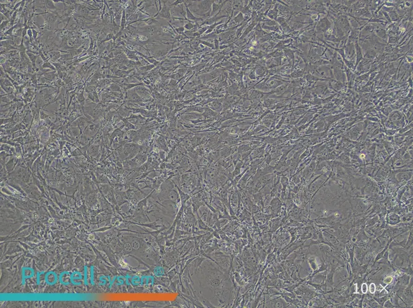 C3H/10T1/2, Clone 8 Cell Complete Medium - 3