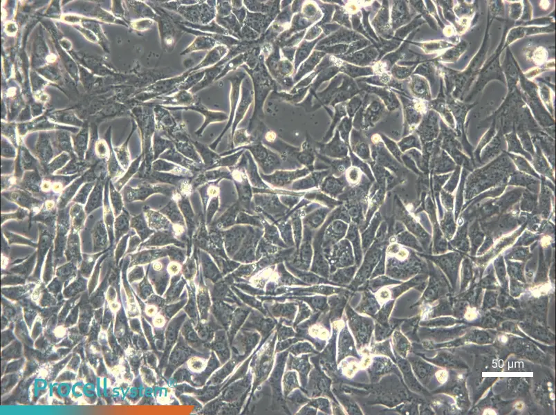 NCI-H596 - 5