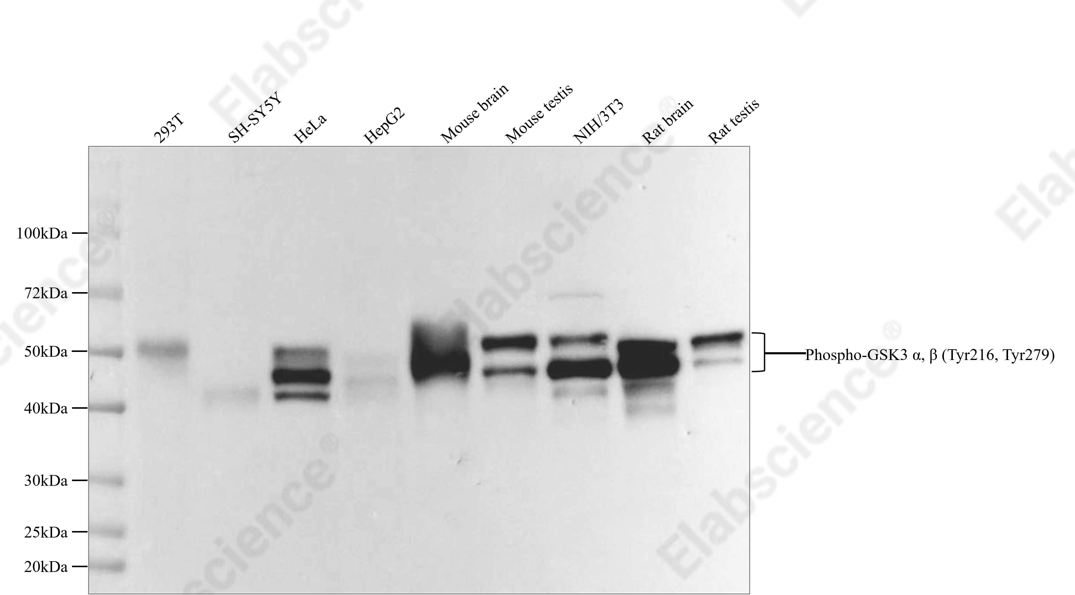 Recombinant Phospho-GSK3 α, β (Tyr216, Tyr279) Monoclonal Antibody - 1
