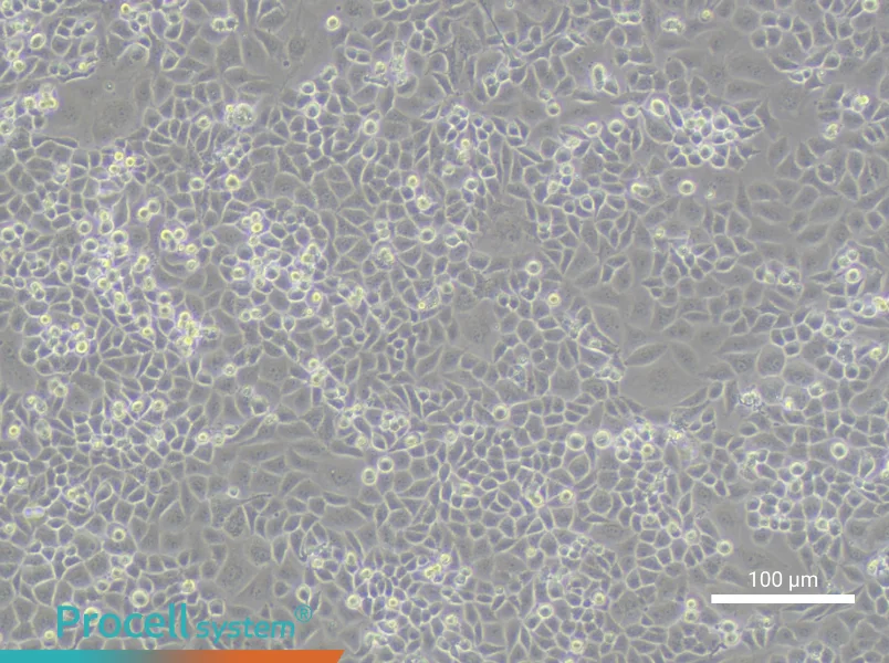 CC-LP-1 Cell Complete MediumCC-LP-1 Cell Complete Medium - 1