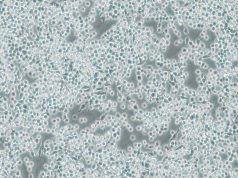 DC2.4 Cell Complete Medium - small - 6