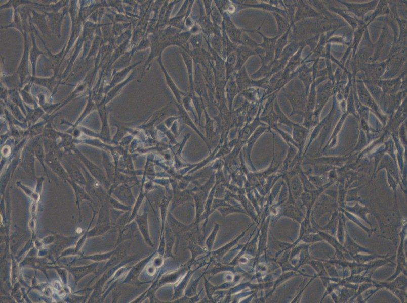 HBZY-1 Cell Complete Medium - 4