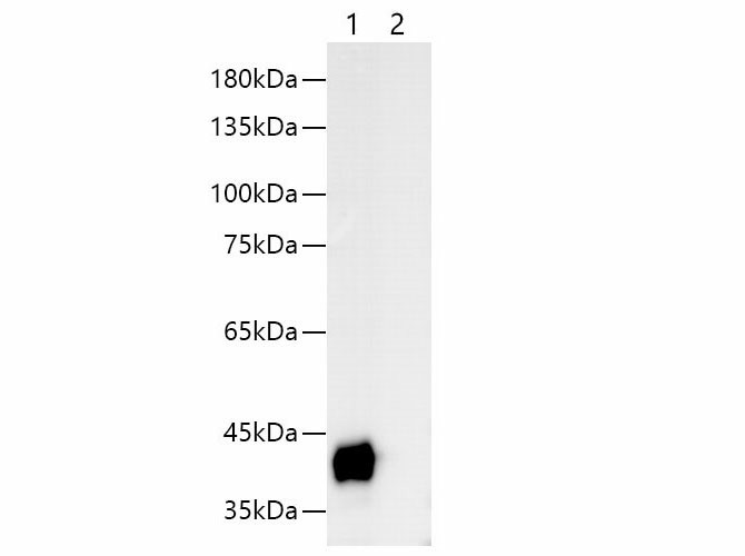 Western blotting with anti-S-Tag monoclonal antibody at dilution of 1:1000.Lane 1: S tag transfected HEK 293 cell lysates, lane 2: HEK 293 whole cell lysate