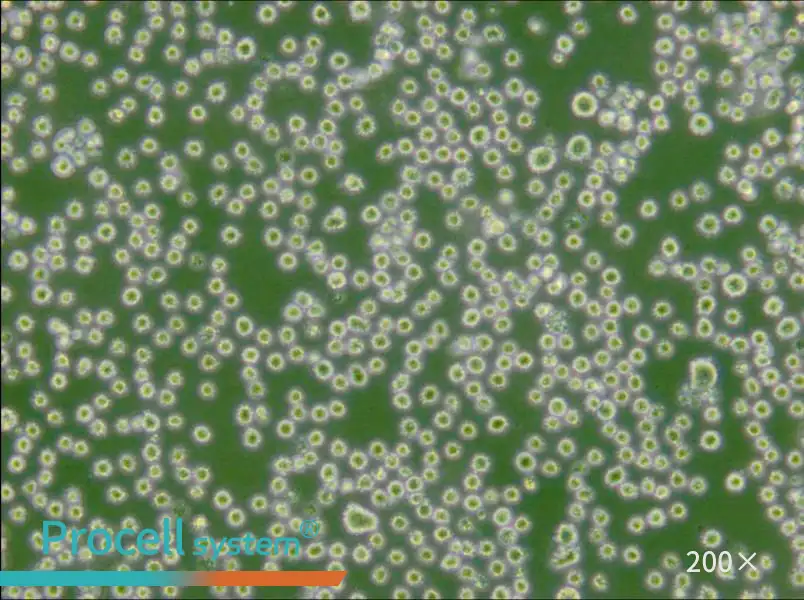 DB Cell Complete Medium - small - 6