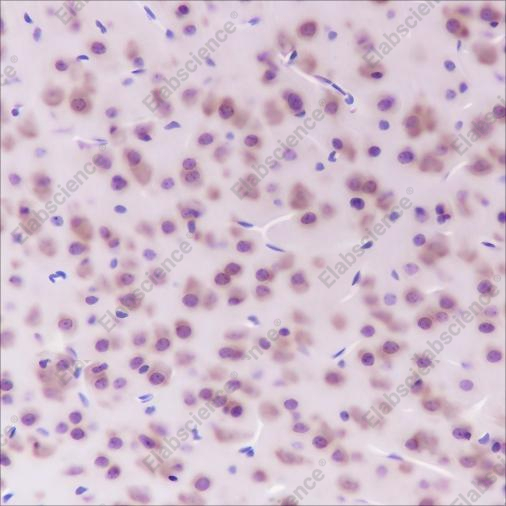 Recombinant eEF1G Monoclonal Antibody - 3