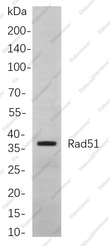 Recombinant Rad51 Monoclonal Antibody - 1