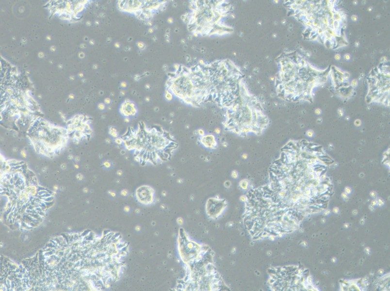 CCK-81 Cell Complete Medium - 8