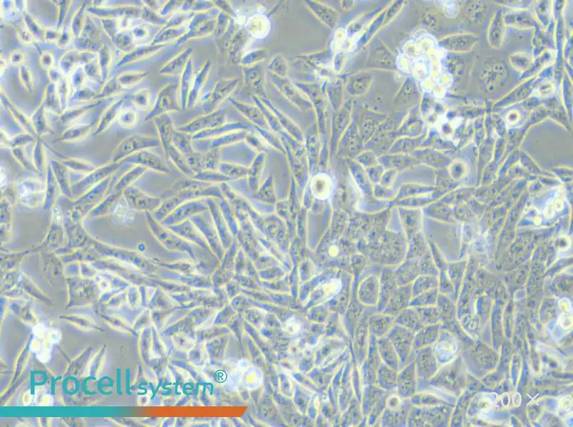 SK-UT-1 Cell Complete Medium - small - 4