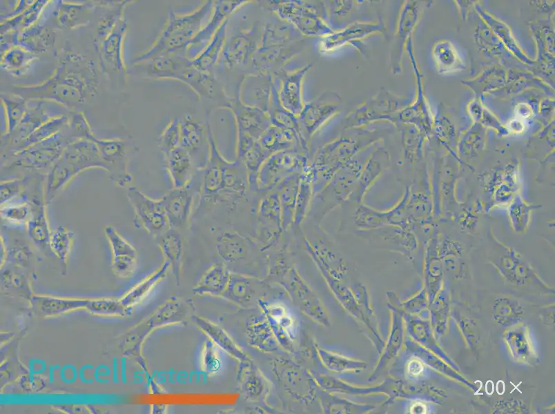 SW 1353 (DMEM) Cell Complete Medium - 5
