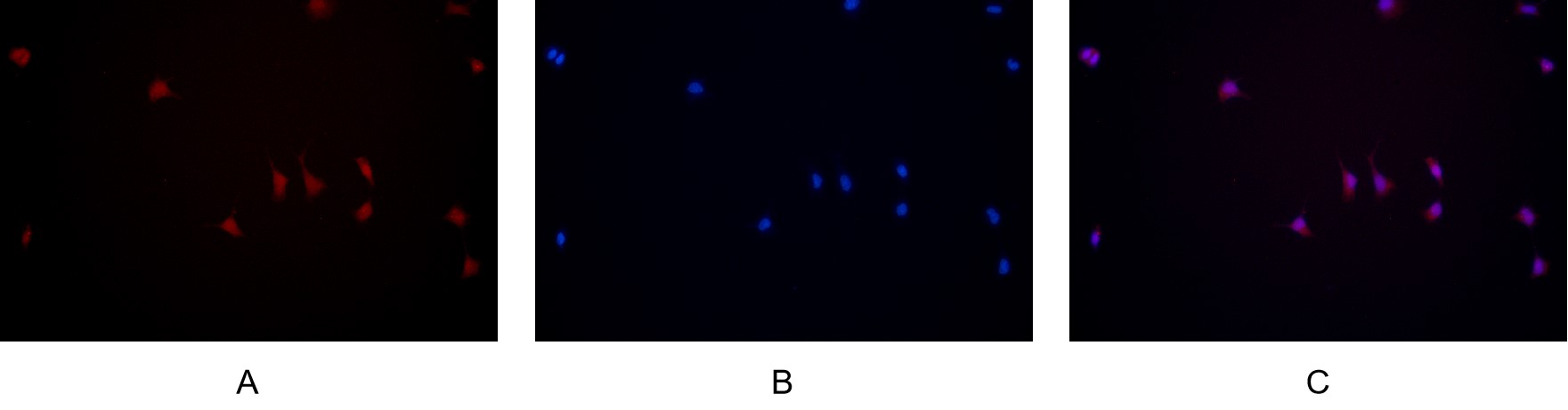 Recombinant JAK2 Monoclonal Antibody - 3