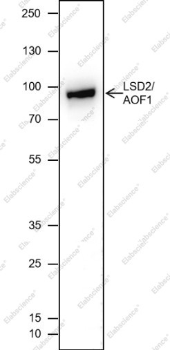 Recombinant LSD2/AOF1 Monoclonal Antibody - 2