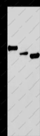 CYR61 Polyclonal Antibody - 1